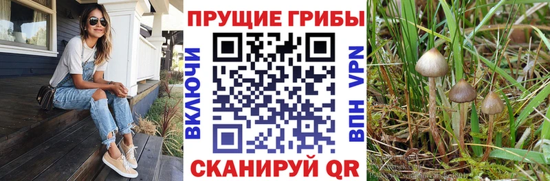 Псилоцибиновые грибы Cubensis  Полтавская 